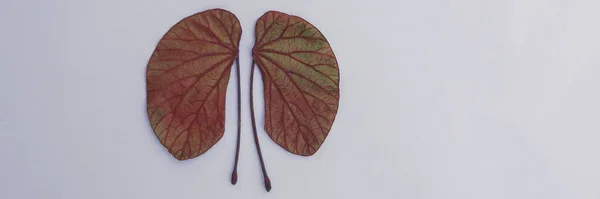 kidney shaped leaves, world kidney day, National Organ Donor Day