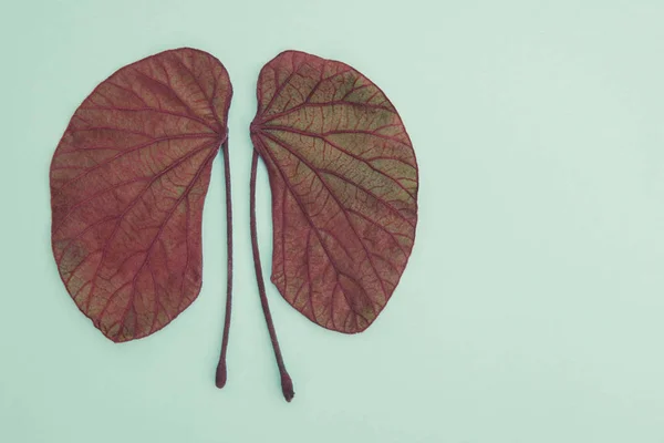 Kidney shaped leaves, world kidney day, National Organ Donor Day — Stock Photo, Image