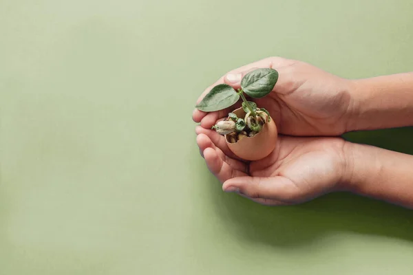 Handen met zaailingen in eierschalen, Montessori onderwijs, Csr — Stockfoto