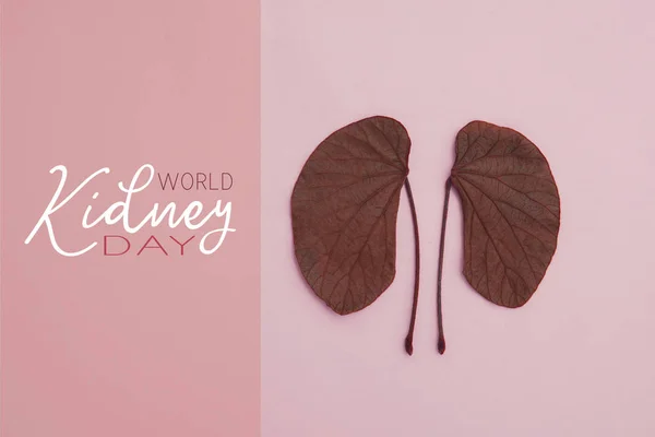 kidney shaped leaves on pink background, world kidney day