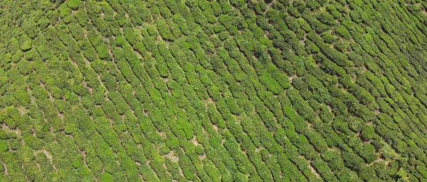 Aerial view of green tea plantation in Malaysia, beautiful natur