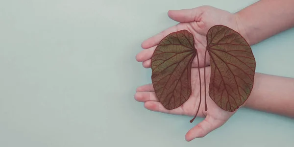 Mani che tengono foglie a forma di rene, giornata mondiale dei reni, National O — Foto Stock