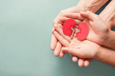 Yetişkin ve çocuk böbrek şeklindeki kağıtları mavi arka plan, dünya böbrek günü, Ulusal Organ Bağış Günü, bağış konsepti
