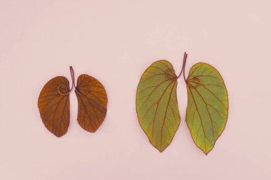 lung shaped leaves, world tuberculosis day, Lung cancer, world no tobacco day, corona covid-19 virus, eco air pollution; organ donation concept