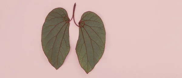 Lung Shaped Leaves Lung Cancer World Tuberculosis Day World Tobacco — Stockfoto
