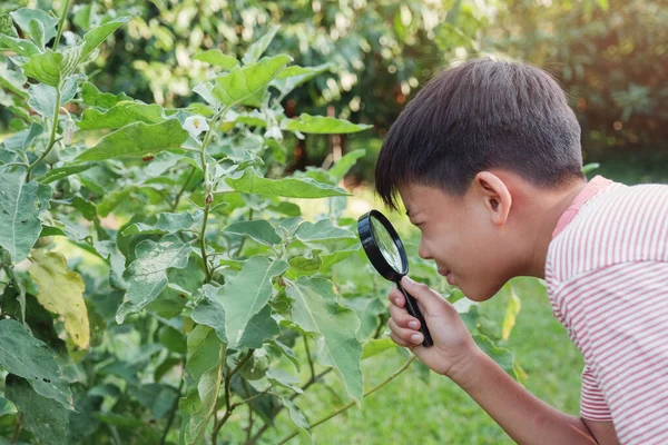 Tween Asiatisk Pojke Tittar Blad Genom Ett Förstoringsglas Montessori Hemskola — Stockfoto