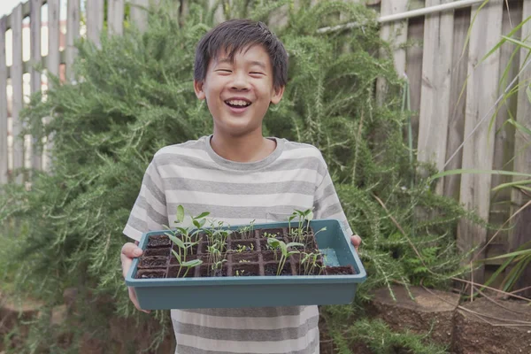 Glad Blandad Asiatisk Preteen Pojke Håller Planta Bricka Grönsak Trädgårdsskötsel — Stockfoto