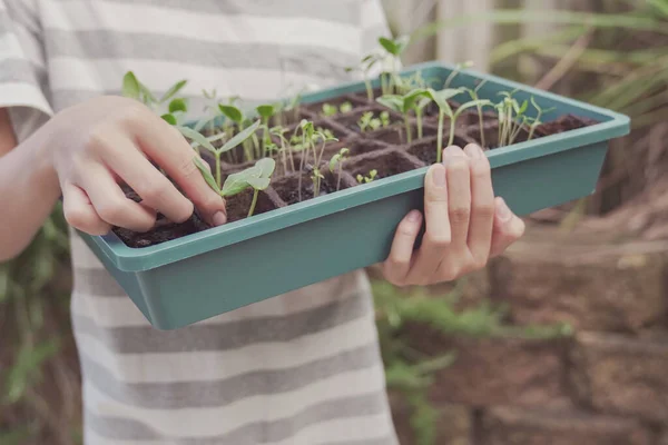 Preteen Boy Mani Tenendo Vassoio Piantina Semenzaio Giardinaggio Vegetale Attività — Foto Stock