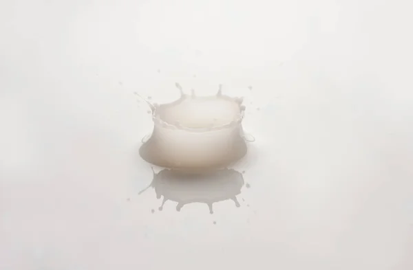 白い背景に分離した牛乳のしぶきが値下がりしました — ストック写真