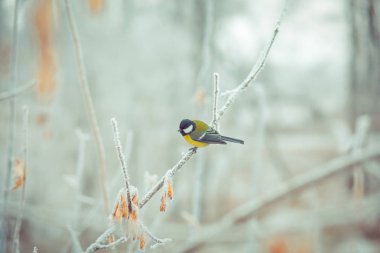 büyük baştankara parus major, frost, midlands, kış meyveleri