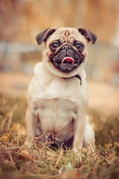 Cão, grama, ao ar livre, verde, sorriso, campo, parque , — Fotografia de Stock