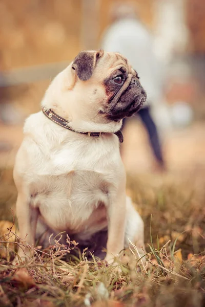 Cão, grama, ao ar livre, verde, sorriso, campo, parque , — Fotografia de Stock