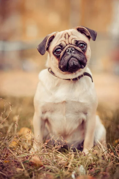 Cão, grama, ao ar livre, verde, sorriso, campo, parque , — Fotografia de Stock