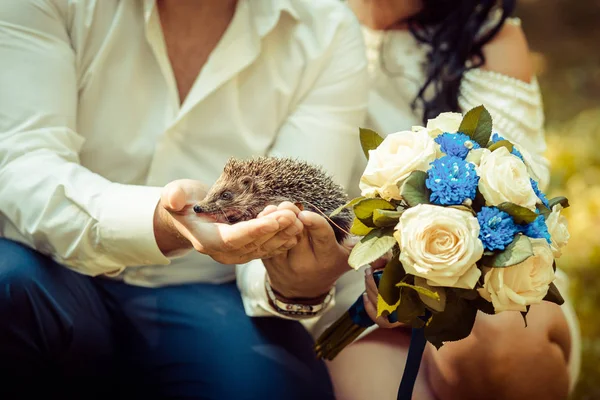 Τα χέρια της νύφης και του γαμπρού να κρατήσει ένα μικρό φραγκοσυκιές σκαντζόχοιρος — Φωτογραφία Αρχείου