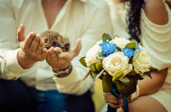 Ayarlayın. insanların elinde küçük dikenli kirpi