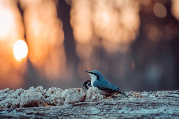 Vogels en dieren in het wild levende dieren. Uitzicht op prachtige mezen die zit op een tak en eet maaltijd onder zonlicht landschap. Zonnig, geweldig, gekleurde mezen vogel afbeelding. — Stockfoto