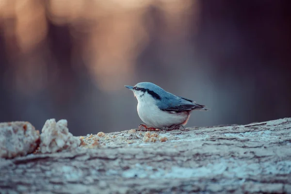 Fåglar och djur i djurlivet. Vy över vackra tit som sitter på en gren och äter måltid under solljus liggande. Soliga, fantastisk, färgade tit fågel bild. — Stockfoto