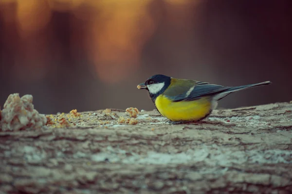 Vögel und Tiere in freier Wildbahn. Blick auf schöne Meisen, die auf einem Ast sitzen und Mahlzeit unter Sonnenlicht essen. sonniges, erstaunliches, farbiges Meisenvogelbild. — Stockfoto