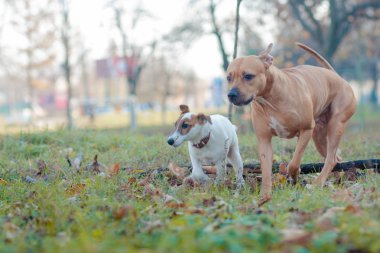 Dış gülümsüyor evde beslenen hayvan gülümseme anima oynayan köpek