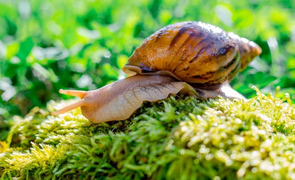 Escargot dans le jardin sur l'herbe mollusque concept ferme , — Photo