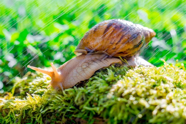 Caracol en el jardín en la granja concepto de moluscos de hierba , — Foto de Stock