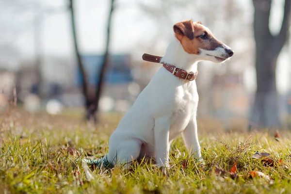 プレー外笑顔が笑顔のアニマをペット犬 — ストック写真