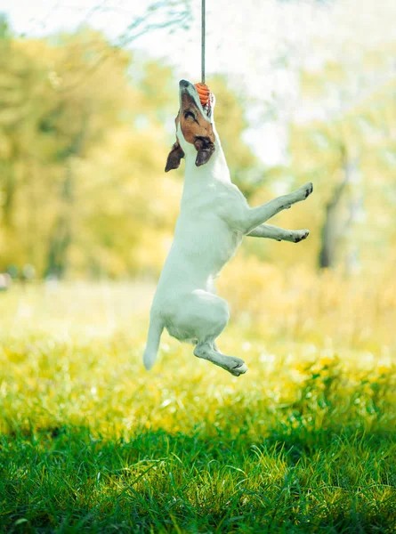 Perro jugando fuera sonrisas mascota sonrisa anima —  Fotos de Stock