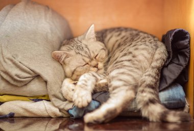 beyaz zemin üzerinde önünde Avrupa kedi