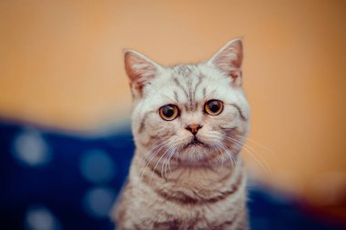 beyaz zemin üzerinde önünde Avrupa kedi