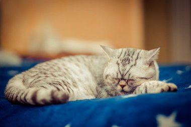 beyaz zemin üzerinde önünde Avrupa kedi