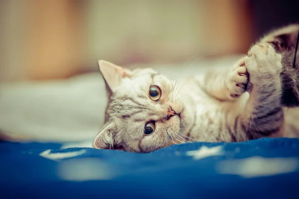 Gatto europeo davanti su sfondo bianco — Foto Stock