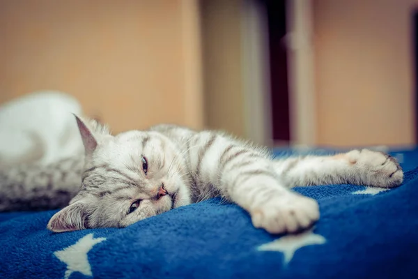 แมวยุโรปด้านหน้าบนพื้นหลังสีขาว — ภาพถ่ายสต็อก