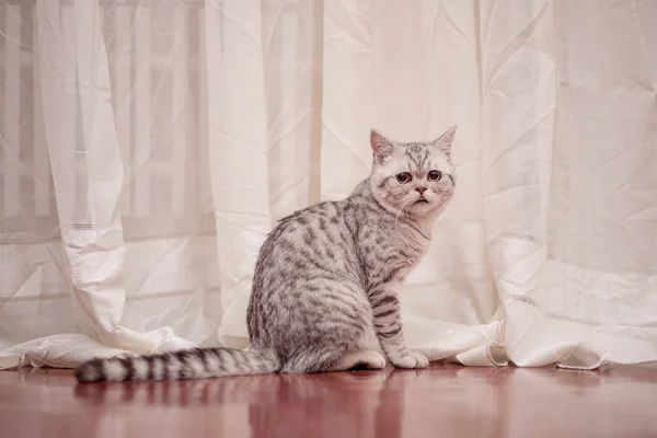 Gato europeo delante sobre fondo blanco — Foto de Stock