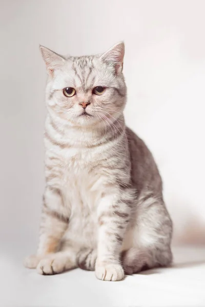 Evropská kočka vpředu na bílém pozadí — Stock fotografie