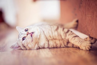 beyaz zemin üzerinde önünde Avrupa kedi