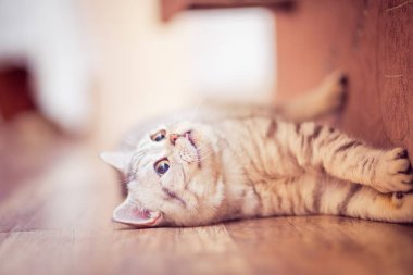 beyaz zemin üzerinde önünde Avrupa kedi