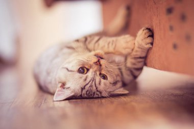 beyaz zemin üzerinde önünde Avrupa kedi