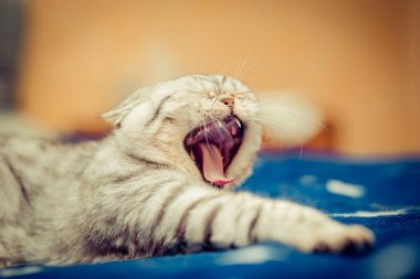 beyaz zemin üzerinde önünde Avrupa kedi