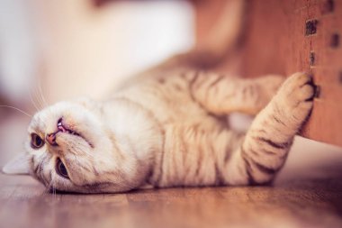beyaz zemin üzerinde önünde Avrupa kedi