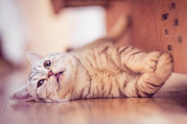 beyaz zemin üzerinde önünde Avrupa kedi