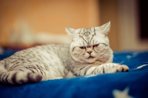 Gato europeu na frente em um fundo branco — Fotografia de Stock