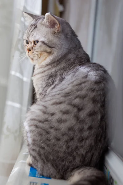 Gato europeo delante sobre fondo blanco — Foto de Stock