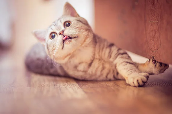 Chat européen devant sur fond blanc — Photo