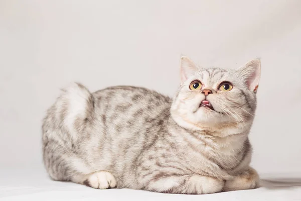 Europäische Katze vorne auf weißem Hintergrund — Stockfoto