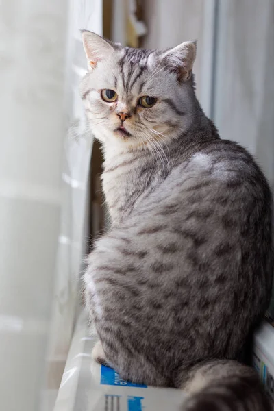 Eurooppalainen kissa edessä valkoisella taustalla — kuvapankkivalokuva