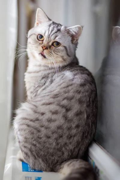 Gato europeo delante sobre fondo blanco — Foto de Stock