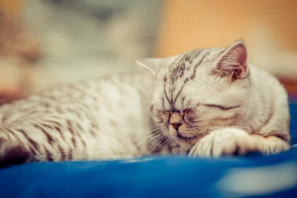 Chat européen devant sur fond blanc — Photo