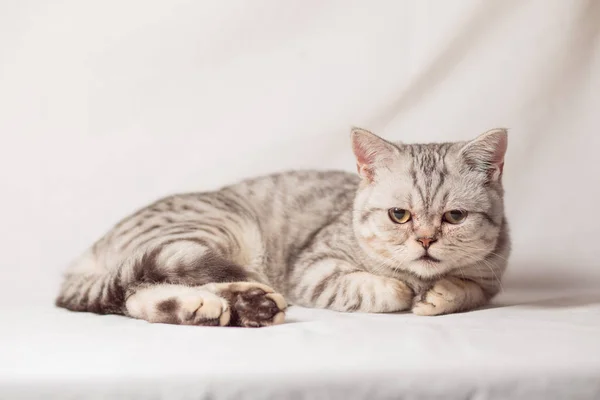 Gato europeo delante sobre fondo blanco — Foto de Stock