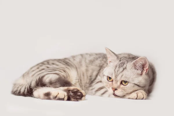 Gatto europeo davanti su sfondo bianco — Foto Stock