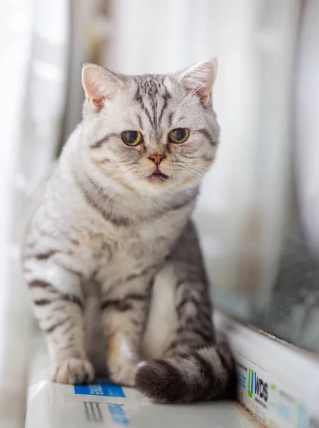 Gato europeo delante sobre fondo blanco — Foto de Stock